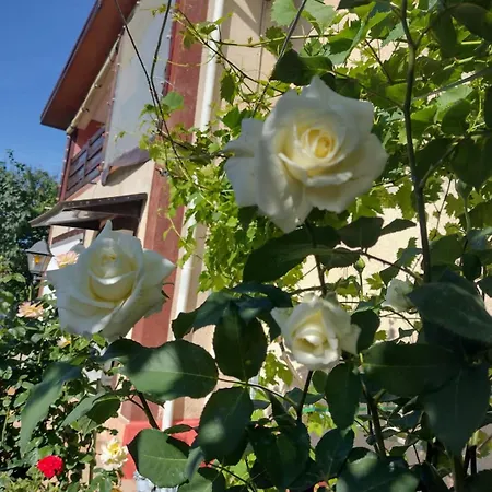 Гостевой дом Tanta *