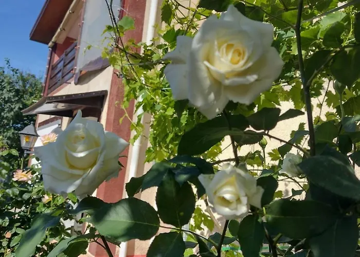 Гостевой дом Tanta *